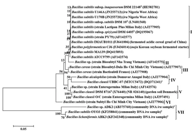 Fig. 3. Phylogenetic tree of pairwise and multiple alignments of 16S rRNA gene sequences of  Bacillus strains isolated from iru, type, reference, and commercial probiotic Bacillus products