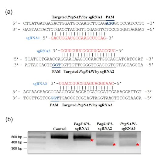 Fig.  1  Layout  and  validation  of  CRISPR/Cas9-mediated  genome  editing  in  hybrid  poplar