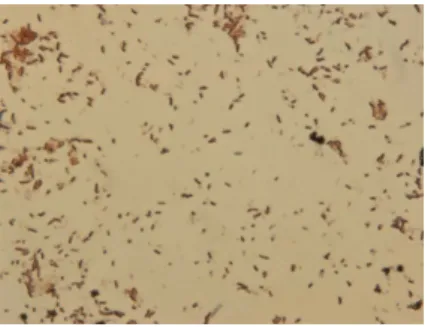 Fig.  1.  Phase-contrast  microscopic observation of  Bacillus pumilus IJ-1 (Magnification: ×1,000)