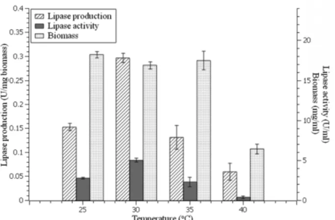 Fig. 6. Lipase activity, biomass, and lipase production of Ms.11 using medium containing olive oil 1% + glucose 1%