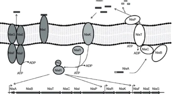 Fig. 2. Regulation of biosynthesis, post-translational modification and auto-immunity of nisin