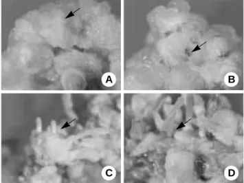 Figure 3. Process of shoot regeneration from internode explant of boxthorn  ‘Cheongyang’cultured on MS medium containing 0.01 mg/L NAA and 0.2 mg/L BA