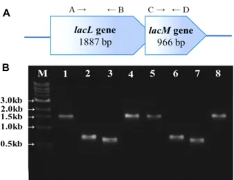 Fig. 6. The operon structure of  lacL  and  lacM.  (A) Operon structure of lacL and lacM genes in L