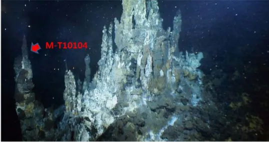 Fig. 3. Sampling location of M-T10104. Sample was collected at top of chimney during high temperature water  sampling using ROV.