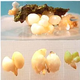 Table  5  Effect  of  SH  and  WPM  media  on  the  somatic  embryogenesis  of  young  cork  oak  leaves,  cultured  8  days  in  the  dark  on  the solution B5 diluted in half, 30 days in the dark, followed by 30 days in the light in the presence of growt