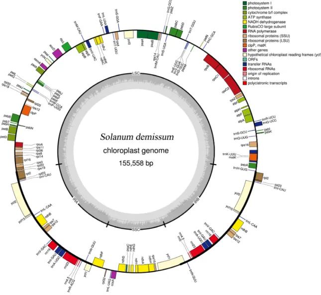 Fig. 2 Gene map of the S. demissum chloroplast genome. Genes on the outside of the map are transcribed in the clockwise direction,  and  genes  on  the  inside  of  the  map  are  transcribed  in  the  counterclockwise  direction