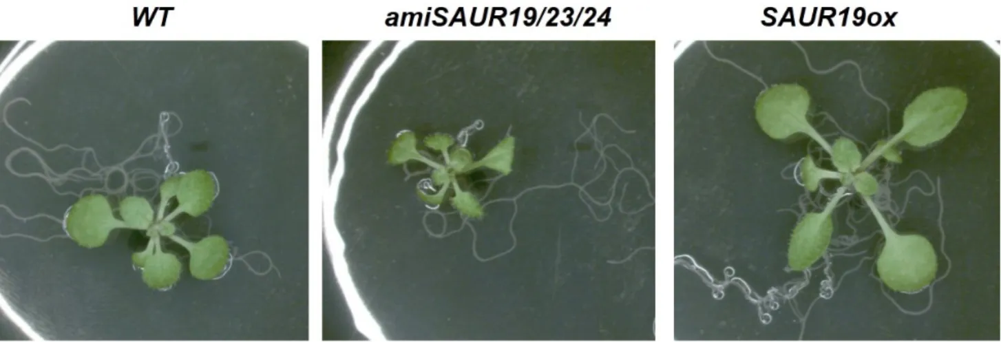 Fig. 1 Genetic manipulation of SAUR19 regulates leaf size. Gain-of-function of SAUR19  (SAUR19ox) increases leaf size compared  to wildtype Arabidopsis  (WT), while loss-of-function of SAUR19/23/24  (amiSAUR19/23/24) decreases leaf size