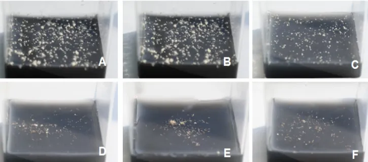 Fig. 3 Effects of light-LEDs for protocorms formation of O. patens seeds. A: White light on seed treated by 1% NaOCl 30 min,  B: LED Red light on seed treated by 1% NaOCl 30 min, C: LED Blue light on seed treated by 1% NaOCl 30 min, D: White light  on seed