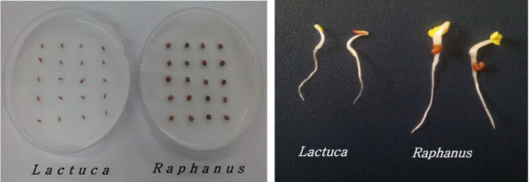 Fig. 1. Pictures of orignal seeds arrayed on Petri-dish and germinated seeds. 