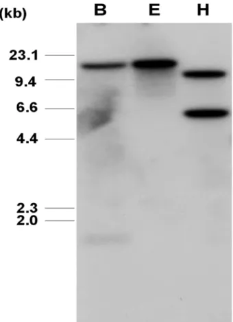 Fig. 2 Genomic Southern blot analysis of the PagMDHAR1  in  Populus alba ×  P. glandulosa