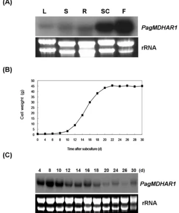 Fig. 3  PagMDHAR1  expression in various tissues of poplar  cells during normal growth in suspension culture