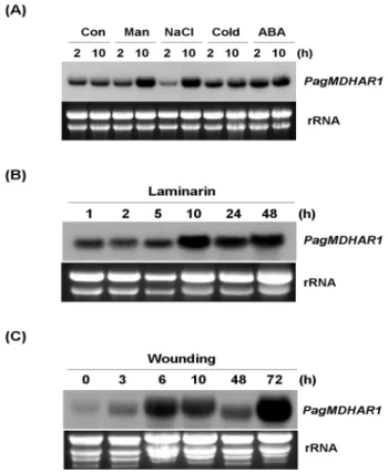 Fig. 4 PagMDHAR1 expression under various treatment conditions.