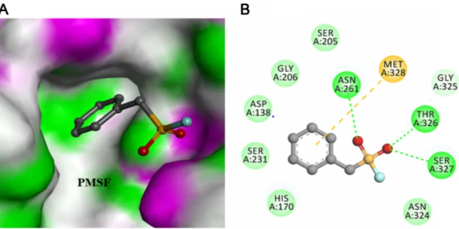 Fig. 5. Molecular orientation and binding pattern of PMSF with ASP. (A) Shows the 3D orientation of PMSF in the substrate bind- bind-ing site of ASP