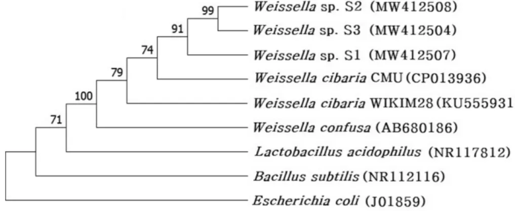 Fig. 1. Neighbor-Joining phylogenetic tree based on almost complete 16S rRNA gene sequences comparing isolated lactic acid bacteria S1, S2 and S3 with other bacteria