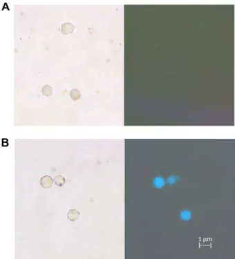 Fig. 5. Antigen-binding assay of scFv protein against EGFRvIII::BFP antigen which visualized under confocal  flu-orescence microscopy (100× magnification)