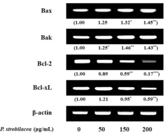 Fig. 4. mRNA level analysis in AGS cells treated with P.