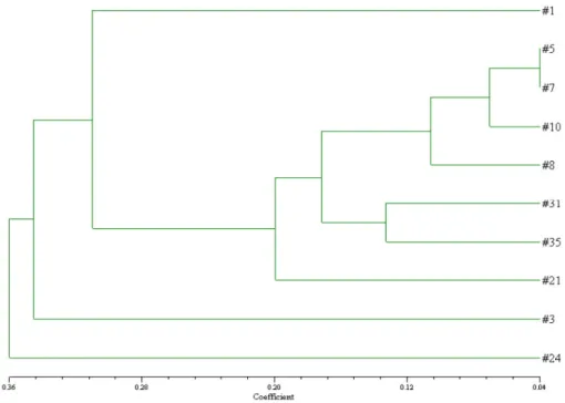 Fig. 2 Phylogenetic relationship among 10 collected germ lines of Platycodon grandiflorum by using UPGMA cluster calculated from  polymorphic RAPD markers