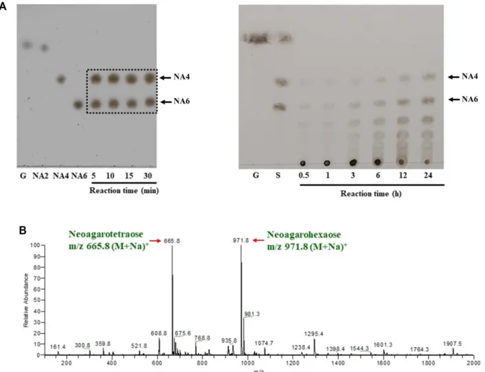 Fig. 4. Analysis of the agarose hydrolysates by agarase AgaJ93. (A) Thin layer Chromatogram of the agarose hydrolysate by agarase AgaJ93 depending on reaction time