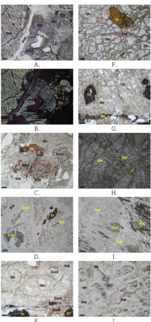 Fig. 6. Representative microphotographs of thin section.