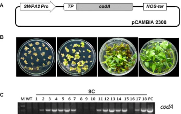 Fig. 1 Development of transgenic sweetpotato plants expressing  the  codA gene. (A) Schematic representation of the T-DNA  regions of vector used for sweetpotato transformation