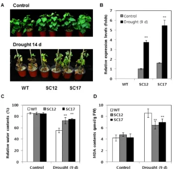 Fig. 4 Drought stress analysis of WT and SC plants. (A) Plant  growth before drought stress (upper panel) and after water  withholding for 14 days (lower panel)
