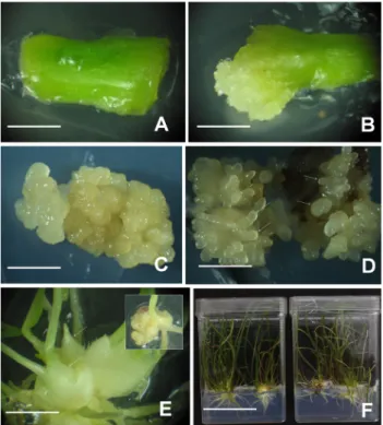 Fig. 1 Callus induction and plant regeneration from bulb scales  explants  L. cernum. Callus were induced from bulb scale