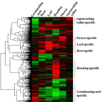 Fig. 1 Hierarchical clustering of organ-specifically expressed  genes using rice 60K microarray (data from Baek-Hie Nahm) Gene expression clustered into 6 groups as germinating seed  (1,597), root (1,375), leaf (1,943), heading (2,748), flower (2,720), reg