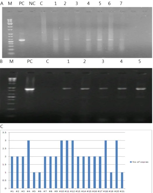 Fig. 2 Molecular analysis of transgenic Phalaenopsis  plants by PCR and real-time PCR analysis (A: bar  gene (552 bp), B: ORE7  (936 bp), C: Copy number analysis by real-time PCR, PC: positive control, NC: negative control (water), C: control (non-transfor