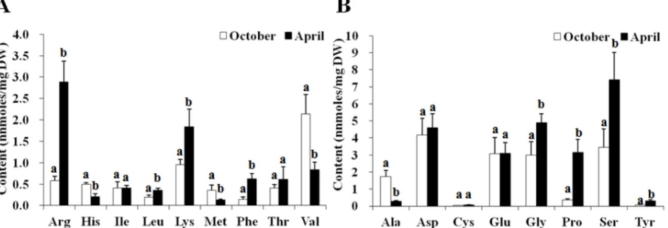 Fig. 3 Effect of different harvest time on amino acid contents in G. elata. Tubers (approximately 100 g fresh weight per tuber)  originated from the same vegetative stem were collected in October and April