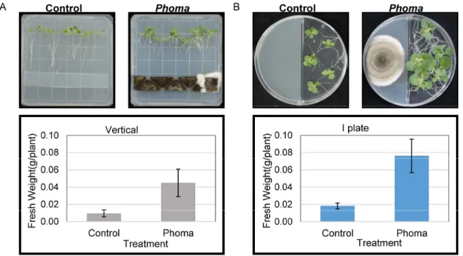 Fig. 2 Tobacco root development by UOS (Control, no treatment; 