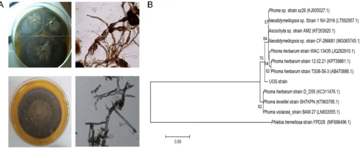 Fig. 3 UOS identification by studying morphology and analyzing phylogenetic tree using ITS region