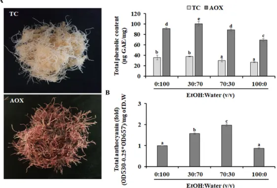 Fig.  1  Effects  of  PAP1  on  total  phenol  (A)  and  total  anthocyanin  contents  (B)  in  ginseng  hairy  roots