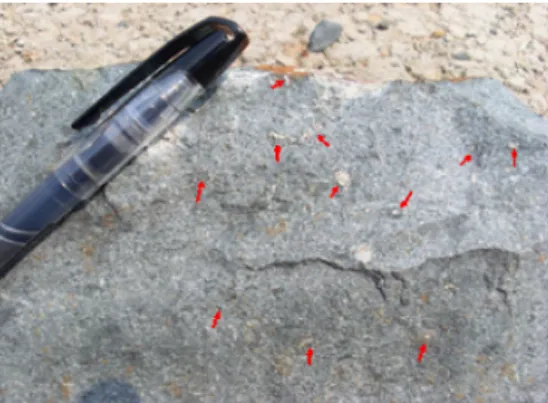 Fig. 2. Rock sample collected at section 1. Arrows indicate pyrite.