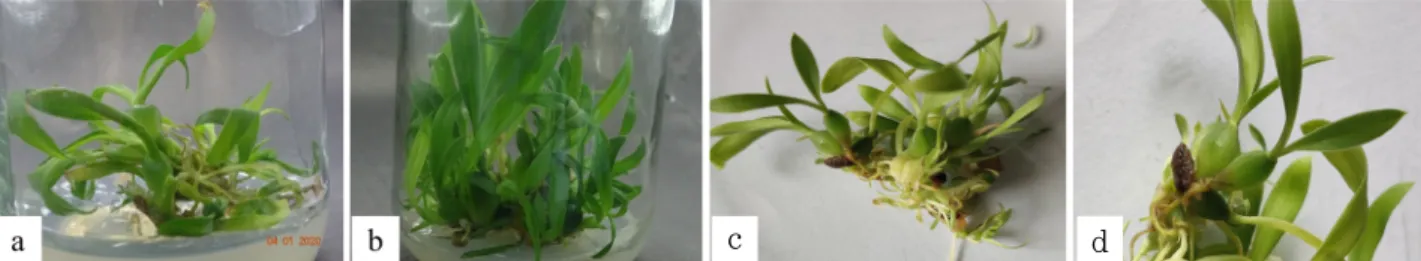 Fig. 7 Root formation response from shoots on different media: full-strength MS medium with 1.5 mg/L IBA (a), full-strength MS medium  with 1 mg/L NAA (b), and full-strength MS medium with 1 mg/L NAA and 1 mg/L adenine sulfate (c), (d) pseudobulb developme