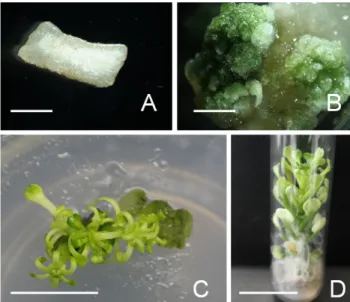 Fig. 1 Callus induction from leaf explants and shoot regeneration  of S. tosaense derived callus