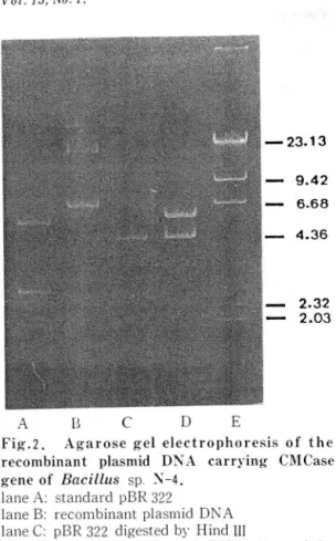 Table  1.  Distribution  of CMCase  activity  in  E. 