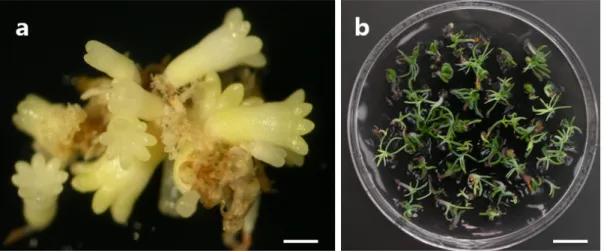 Fig. 4  Somatic embryo induction and germination in P. densiflora. a, Cotyledonary somatic embryos maturing on 1/2LM medium with 1.0% gellan gum, 0.1 M maltose+3.75% PEG 4000 and 250  μ M ABA (bar = 0.4 mm)