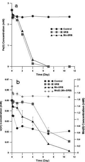 Fig. 5. (a) Variation of ferrous iron concentrations  during SRB bioreduction. (b) Removal trends of  uranium and manganese ions during SRB  biore-duction.