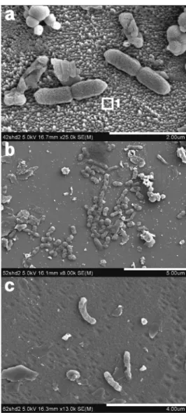 Fig. 2. SEM image of bacteria attached to the sphalerite.