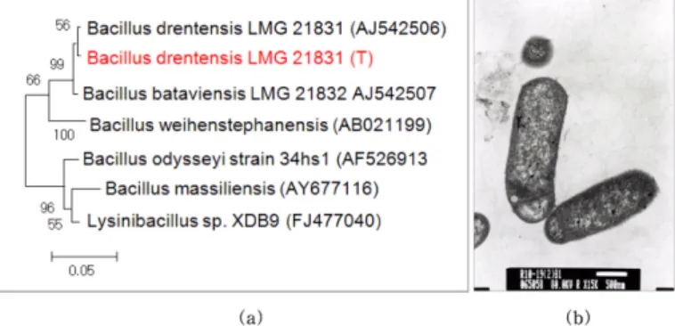 Fig. 1. Phylogenetic tree derived from 16S rRNA gene sequence of Bacillus sp. B1 (a) and SEM image of Bacillus sp