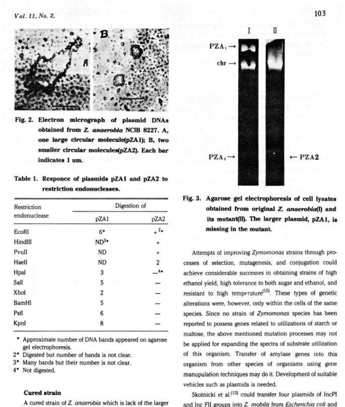 Fig.  2.  Electron  micrograph  of  plasmid  DNAs  obtained  from  Z.  anaerobia  NCI8  8227