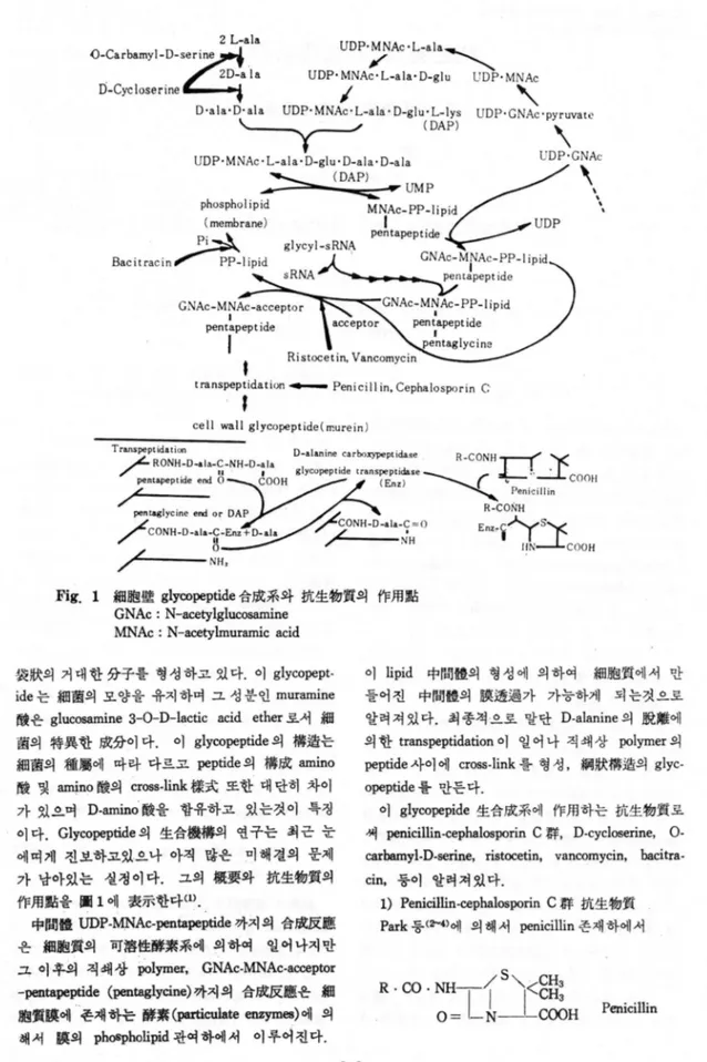 Fig.  1  細뼈慶 gly，∞peptide 合成系와 抗生物質의 作用點 GNAc :  N-acetylglucosamine 