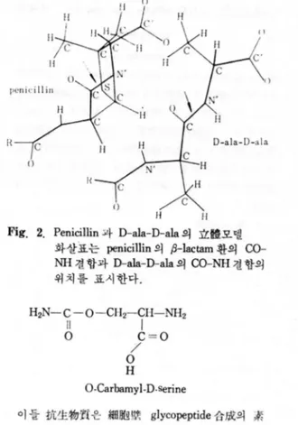 Fig.  2.  Penicillin  과  D-ala-D-ala  의 立體모텔  화살표는  penicillin  의 껴-lactam 환의   CO-NH  결  합과  D-ala-D-ala  의  CO-NH  결  함의  위치를 표시한다