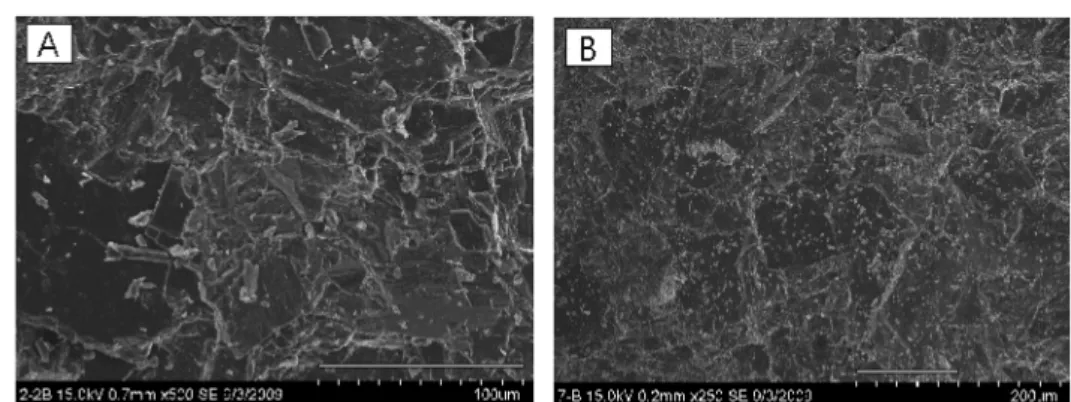 Fig. 6. SEM images of (A) No. 2-2 and (B) No. 7 from Cairn Formation. Scale bar in the picture indicates 100 µm.