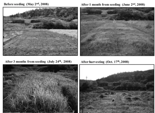Table 2. Arsenic concentration in Echinochloa crus-galli depending on status of growth (n=3, average ± standard deviation)
