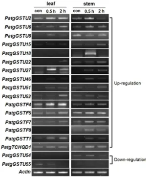 Fig. 3 Transcript analysis of PatgGSTs  with 10%  PEG 6000  treatment by semi-quantitative RT-PCR