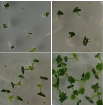 Fig. 2 Plantlet grown in vitro depending on explant age after  seedling (a) 3 day, (b) 5 day, (c) 7 day, (d) 14 day