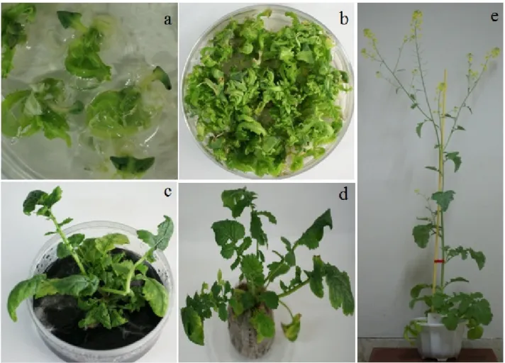 Fig. 5 The regeneration process from cotyledon with petiole explants in B. juncea L. (a) Initial regeneration after culture for 2 weeks,  (b) Vigorously shoot formation after culture for 4 weeks, (c) Shoot elongation and rooting on MS medium with 0.3% acti