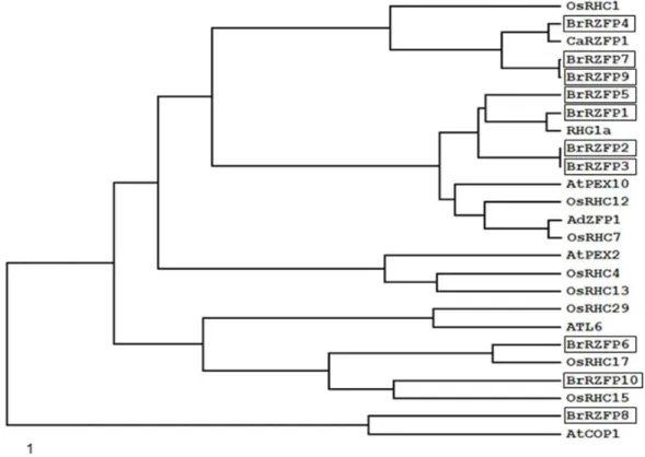 Fig. 1 The phylogenetic tree has been constructed to compare the sequence relationship of RING zinc finger domains in Brassica,  Arabidopsis,  rice and other plant species