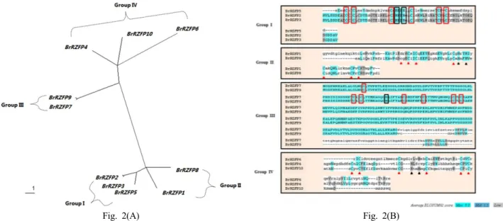 Fig. 2 The phylogenetic relationships of 10 BrRZFP genes were analyzed using the ClustalW program